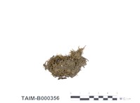 藏品(硬葉澤苔)的圖片